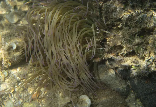 VB_wax rose_anemonia_sulcata_diving_diving_dive_mediterranean_dive_dict