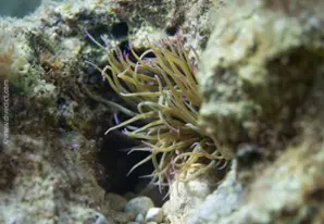 Snake-locks anemone