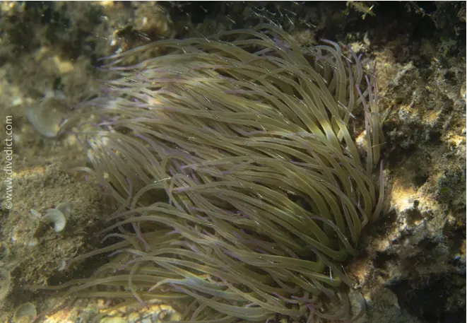 Waxrose_Anemonia_Sulcata_Diving_Diving_Mediterranean_DiveDict