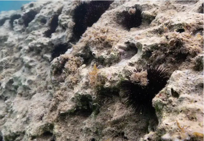 divedict_foto_picture_biolexicon_Mediterranean_echinoder_arabacia_lixula_black_sea urchins_Spain_Italy_Greece_France_Croatia