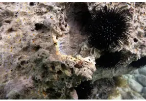 Black sea urchin