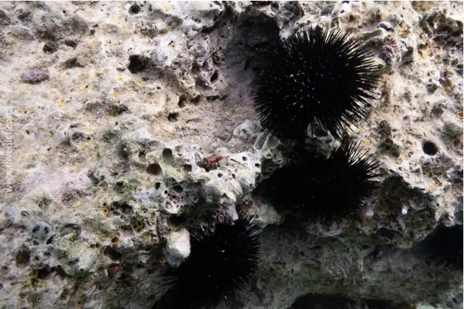 divedict_foto_picture_biolexicon_mediterranean_echinoder_arabacia_lixula_black_sea urchins_Spain_Italy_Greece_France_diving_Croatia_stingy