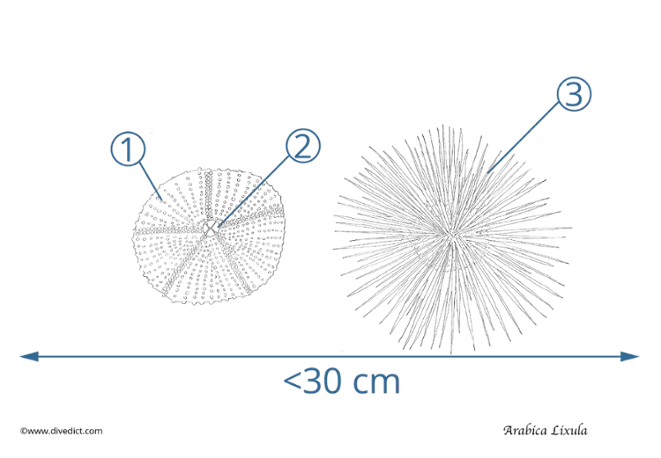 illustration_arabica_lixula_divedict_biolexicon
