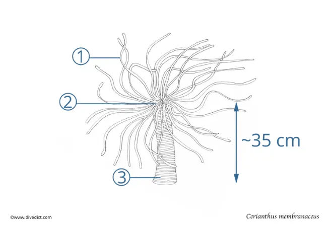 mediterranean rose_ceranthus_membraneus_divedict_diving_diving_mediterranean