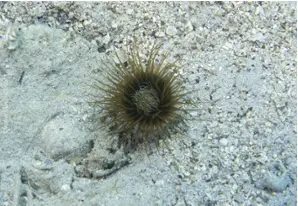 Cylinder anemone