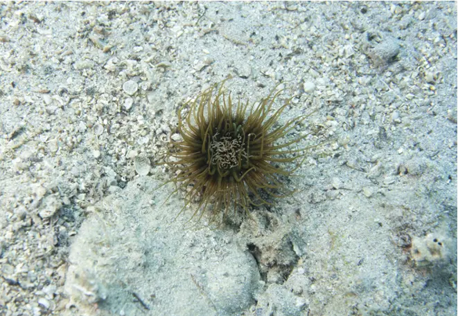 Cylinderrose_cerianthus_membranaceus_divedict_diving_diving_mediterranean