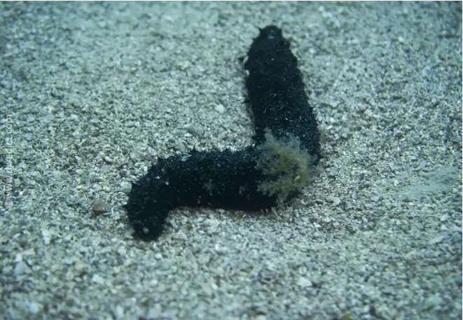 divedict_foto_picture_biolexicon_Mediterranean_echinoderms_holothuria_forkskali_variable_sea cucumber _Spain_Italy_Greece_France_Croatia