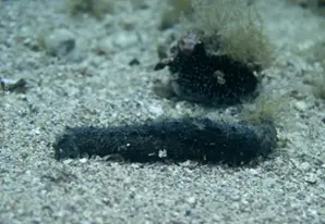 Black sea cucumber