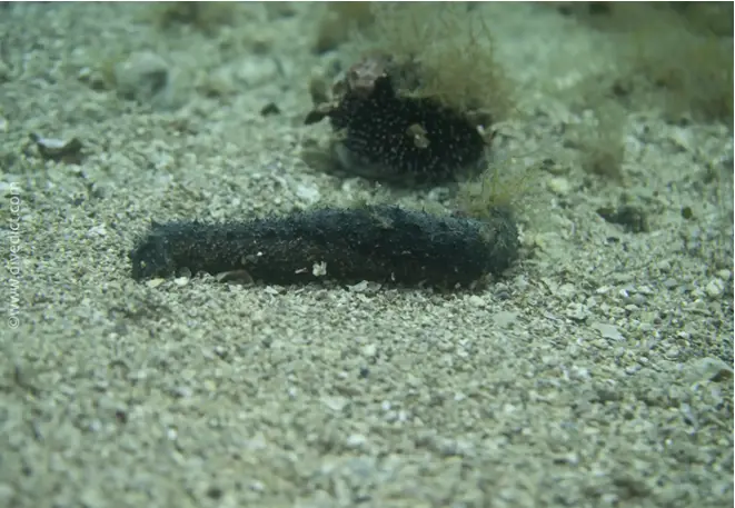 divedict_fotos_image_biolexicon_Mediterranean_echinoderms_holothuria_forkskali_variable_sea cucumber _Spain_Italy_Greece_France_diving_Croatia