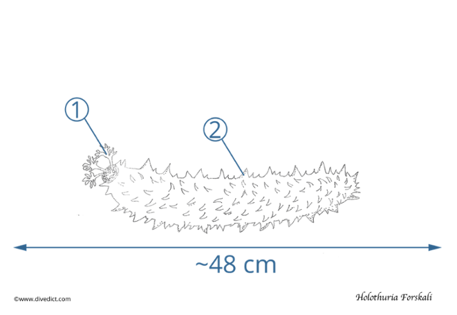 illustration_holothuria_forskali_divedict_biolexicon