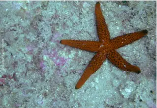 echinaster_sepositus_roter_seestern 2-2 copy