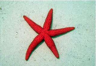 Echinaster_sepositus_roter_seestern-2 copy