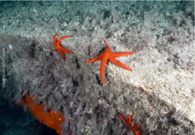 echinaster_sepositus_roter_seestern2 2-2 copy