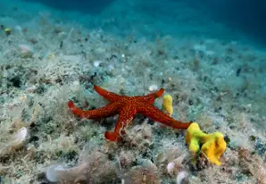 Red starfish