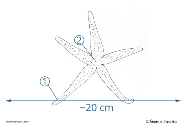 illustration_echinaster sepositus_divedict_biolexicon