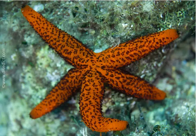red_starfish_echinaster_sepositus_diving_diving_diving_mediterranean 43