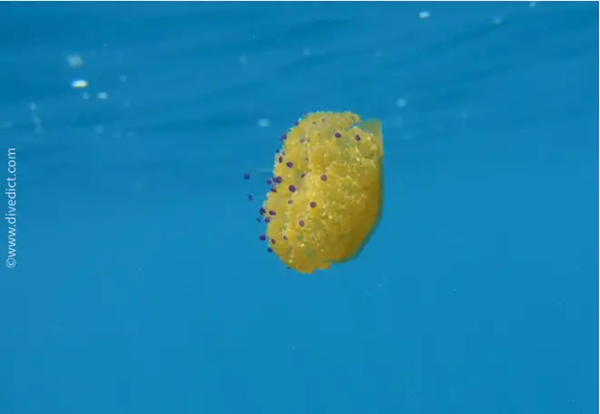 cotylorhiza_tuberculata_spiegeleiqualle4-2 copy