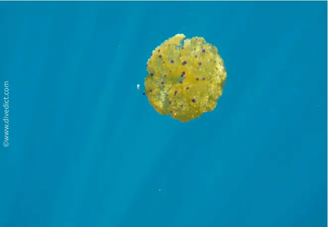 cotylorhiza_tuberculata_spiegeleiqualle5-2 copy