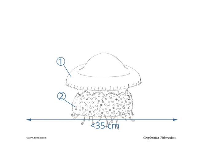 illustration_cotylorhiza_tuberculata_divedict_biolexicon