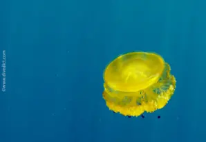 Egg jellyfish