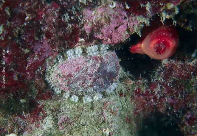 divedict_foto_picture_biolexicon_Mediterranean_gastropoda_haliotis_tuberculata_lamellosa_seear_Spain_Italy_Greece_France_diving