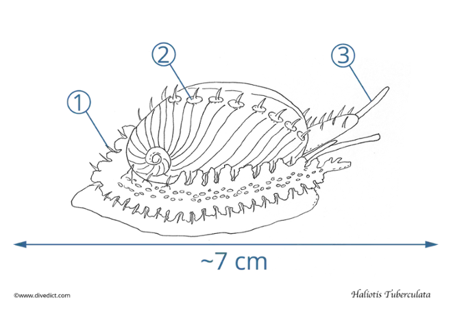 Illustration_Haliotis_Tuberculata_DiveDict_Biolexicon