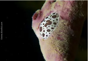 Dotted sea-slug