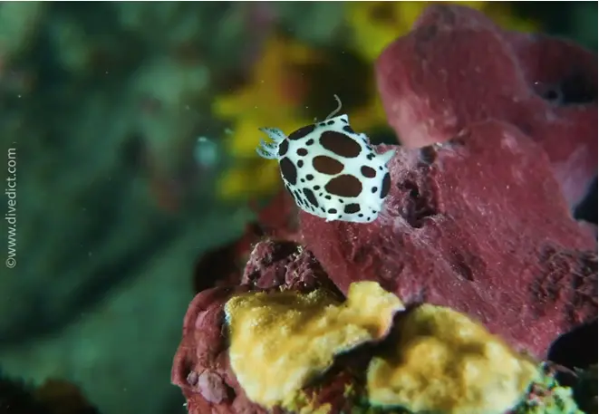 divedict_foto_image_biolexicon_mediterranean molluscs_peltodoris_atromaculata_leopard snail
