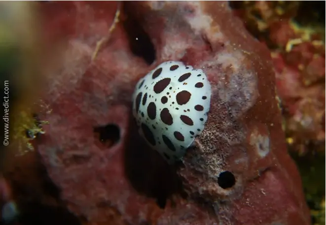 divedict_foto_pictures_biolexicon_mediterranean molluscs_peltodoris_atromaculata_leopard snail
