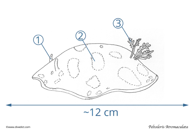 Illustration_Peltodoris Atromaculta_DiveDict_Biolexicon