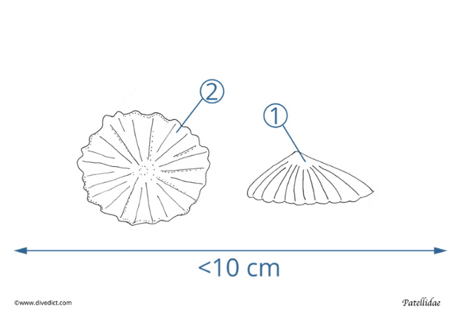 illustration_patellidae_divedict_biolexicon