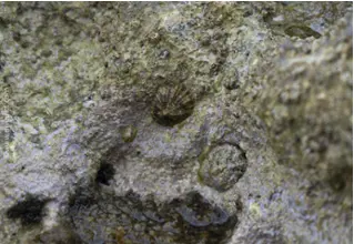 Limpet_patellidae_Mediterranean_diving_diving_diving_divedict1