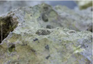 Limpet_patellidae_Mediterranean_diving_diving_diving_divedict3