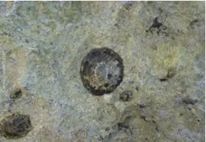 Mediterranean limmpets