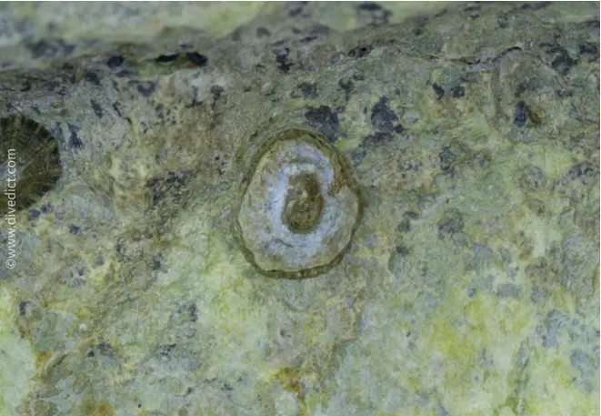 Limpet_patellidae_Mediterranean_diving_diving_diving_diveDict