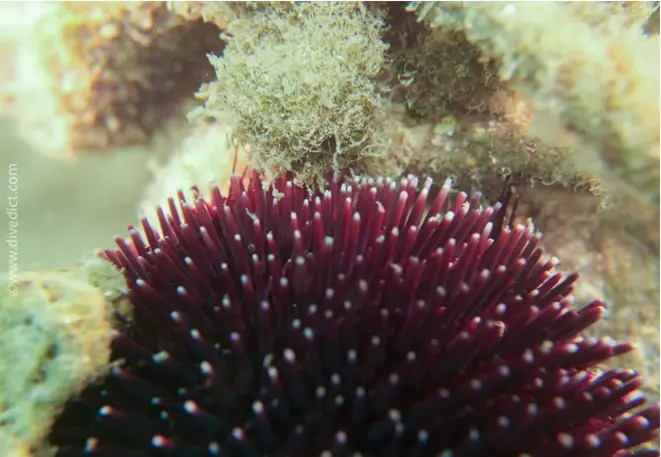 divedict_foto_picture_biolexicon_mediterranean_echinoderms_spaerechinus_granularis_violetter_urch_spaen_Italy_Greece_France_diving_Croatia_snorkeling