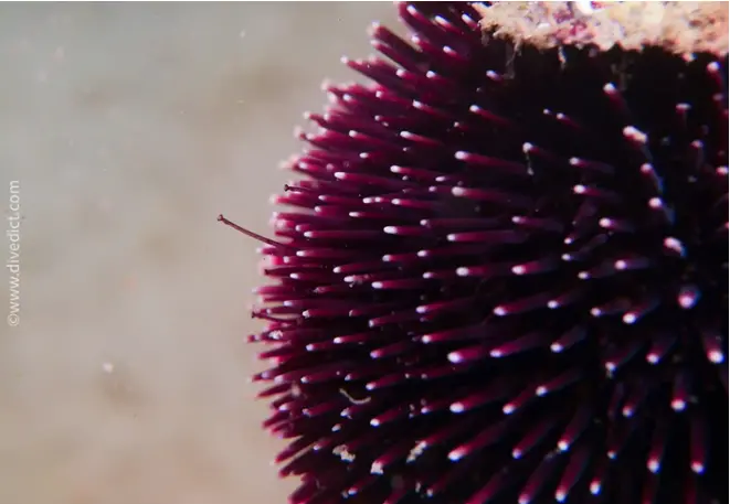 divedict_foto_image_biolexicon_Mediterranean_echinoderm_spaerechinus_granularis_violetter_sea urch_Spain_Italy_Greece_France_diving_Croatia