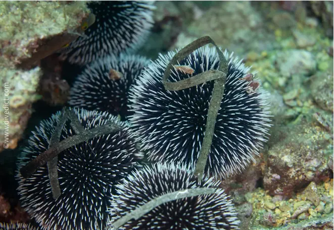 vb_violetter_sea urchinus_granularis_diving_diving_mediterranean