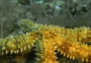 Spiny starfish