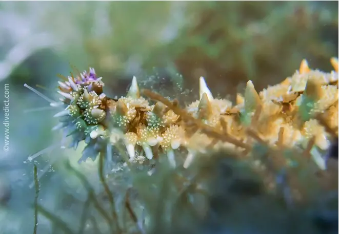 divedict_foto_picture_biolexicon_mediterranean_echinoders_starfish_iceestern_marthasterias_galacialis_Italy_France_diving_Croatia_spikes_yellow