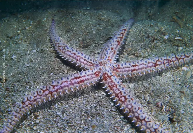 DiveDict_Photo_Pictures_Biolexicon_Mediterranean_Echinoders_Starfish_IceStar_Marthasterias_Galacialis_Italy_France_Diving_Croatia