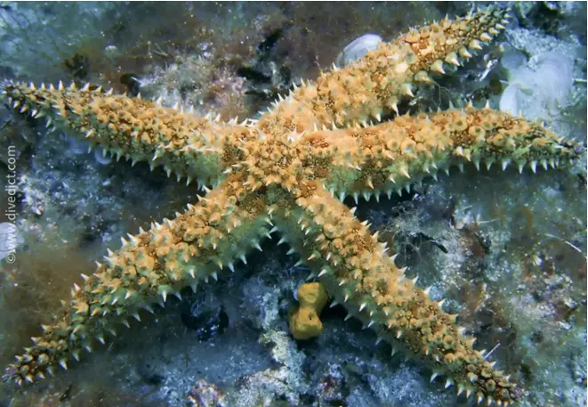 DiveDict_Photos_Picture_Biolexicon_Mediterranean_Echinoders_Starfish_IceStar_Marthasterias_Galacialis_Italy_France_Diving_Croatia