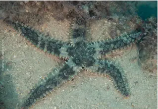 IceStar_Marthasterias_glacialis_diving_diving_diving_Mediterranean-51