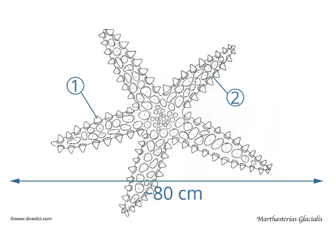 illustration_marthasterias_glacialis_divedict_biolexicon