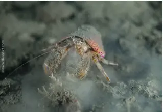 Anemonen_Einsiedler_Paguristes_eremita_Mittelmeer_mediterranean_sea_diving_tauchen-1