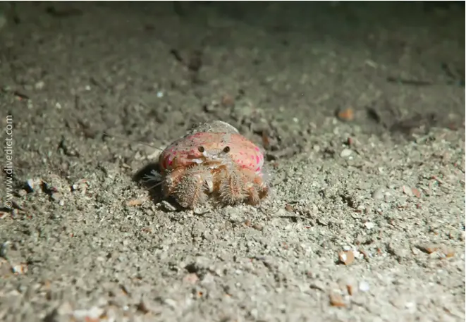 DiveDict_Foto_Bild_Biolexikon_Mittelmeer_Krebstiere_pagurus_prideaux_Anemonen_einsiedler_Spanien_Italien_Griechenland_Frankreich_tauchen_Kroatien