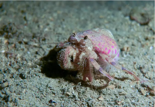 DiveDict_Foto_Bilder_Biolexikon_Mittelmeer_Krebstiere_pagurus_prideaux_Anemonen_einsiedler_Spanien_Italien_Griechenland_Frankreich_Kroatien