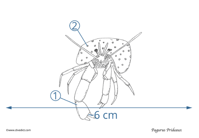 ilustration_Pagurus_Prideaux_DiveDict_biolexicon