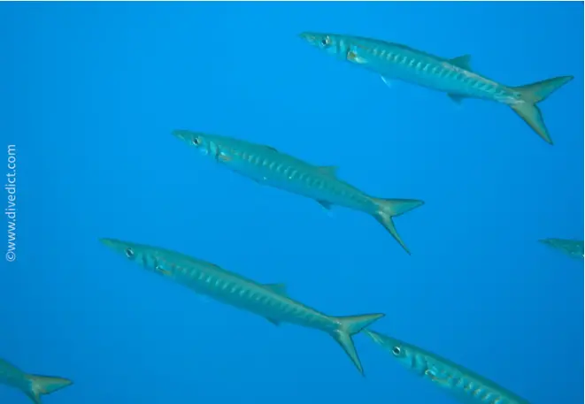 divedict_foto_biolexicon_fishe_mediterranean sphyraena_barracuda_images