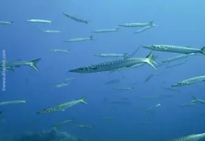 European barracuda